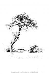 Natur - Bäume HighKey