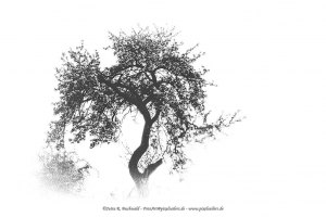 Natur - Bäume HighKey