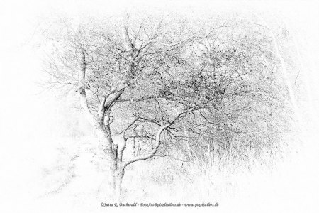 Natur - Bäume HighKey