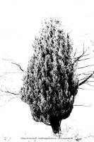 Natur - Bäume - Winter