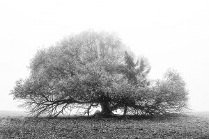 Natur - Bäume - Nebel
