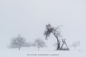 Natur - Bäume HighKey