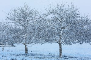 Natur - Bäume - Winter