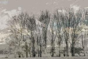 Natur - Bäume